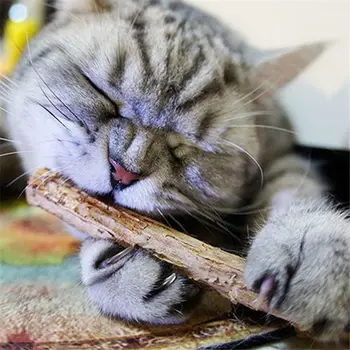 NOVO 5pcs Naravna Catnip Hišnih Mačk Igrača Molarno zobna pasta Vejo Čiščenje Zob Silvervine Mačka Prigrizki Palice Hišne Potrebščine