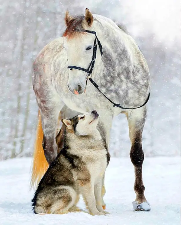 Celoten krog Diamond slikarstvo Navzkrižno šiv sneg konj&Wolf celoten kvadratni Diamond mozaik Husky 5D DIY Diamond vezenje pozimi pes